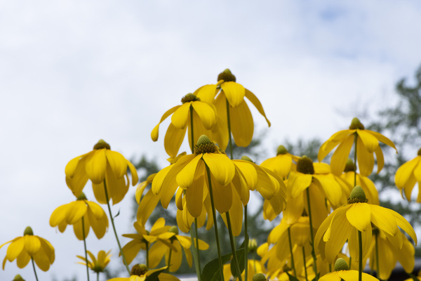 Tournesol naturel by Melissa Lefebvre