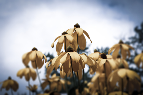 Champs de tournesol by Melissa Lefebvre