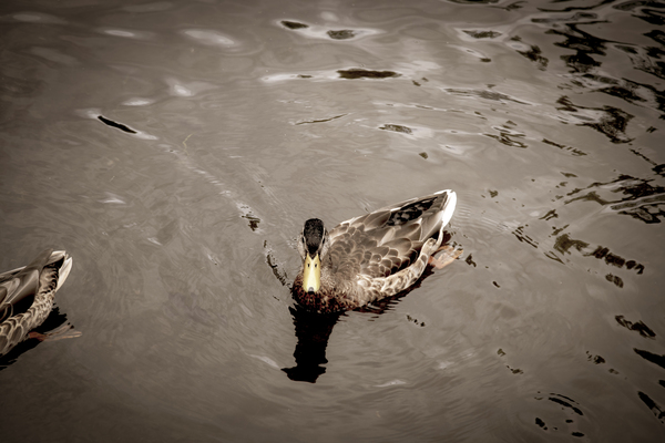 Canard style sepia  Print