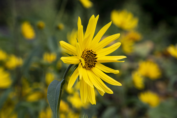 Fleurs tournesol 3 by Melissa Lefebvre