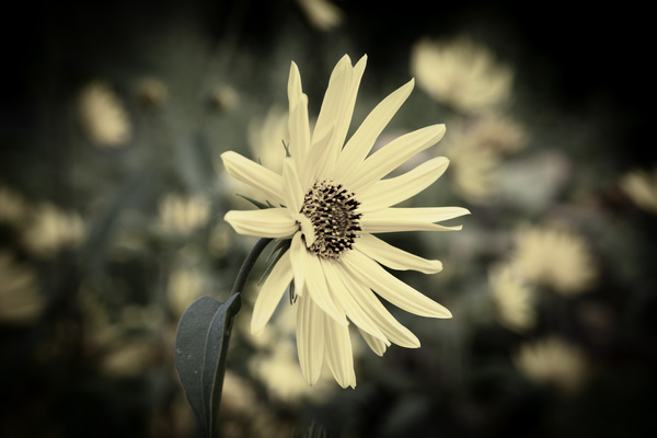 Decorative fleurs dete by Melissa Lefebvre