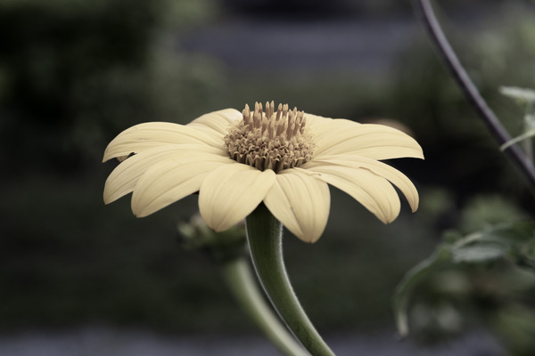Tournesol style desature by Melissa Lefebvre