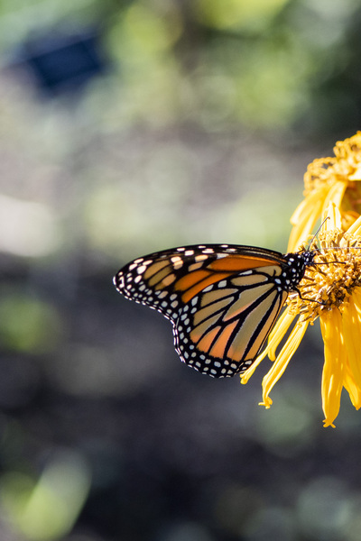  Monarch Majesty: Side View of Closed-Wing Butterfly Print
