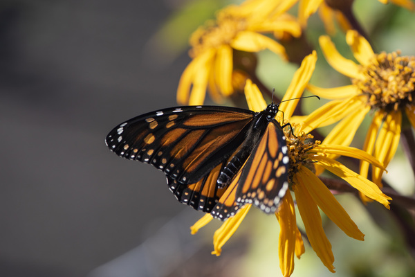 Floral Rest: Monarch Butterfly on Blooms Macro Shot by Melissa Lefebvre