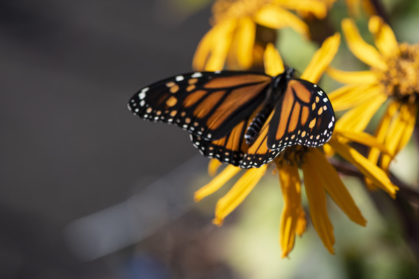 Overhead Elegance: Monarch Butterfly Macro Shot  Print
