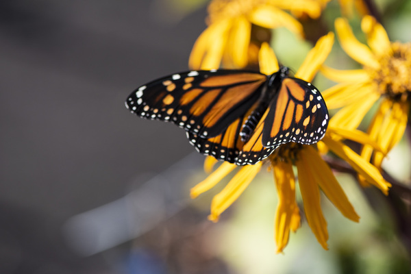 Monarch Majesty: Top View Macro Shot by Melissa Lefebvre