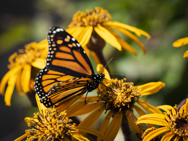 Macro Majesty: Top View of Open-Winged Monarch Butterfly by Melissa Lefebvre