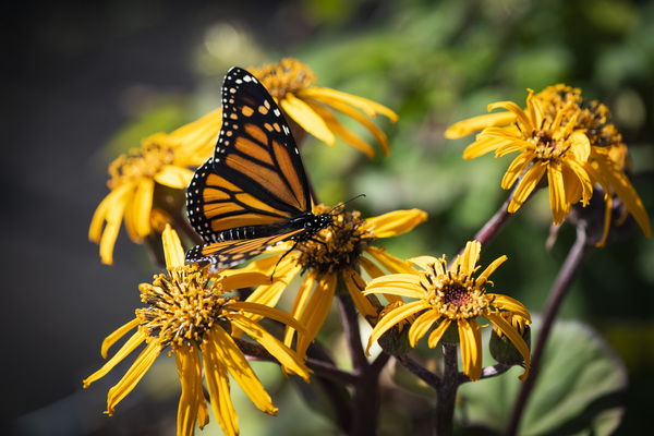 Monarch Unveiled: Open-Winged Butterfly on Flowers by Melissa Lefebvre