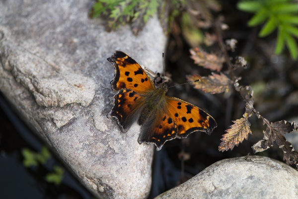 Macro Serenity: Butterfly on Rock  Print