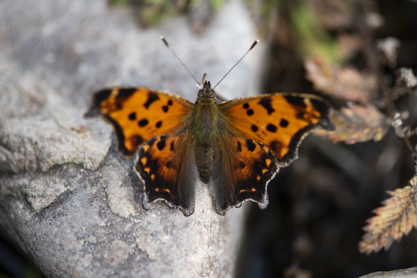 Resting Radiance: Orange-Winged Butterfly on Grey Rock by Melissa Lefebvre