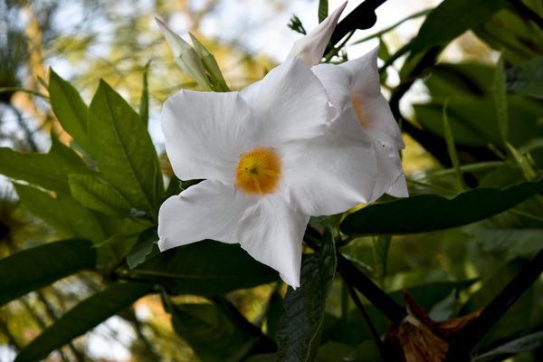Jolie fleurs blanche inconnu by Melissa Lefebvre