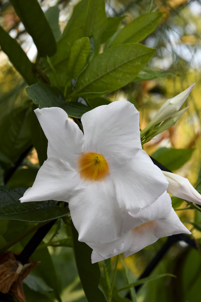 Jolie fleurs blanche macro by Melissa Lefebvre