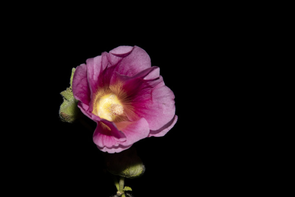 Hibiscus de nuit  by Melissa Lefebvre