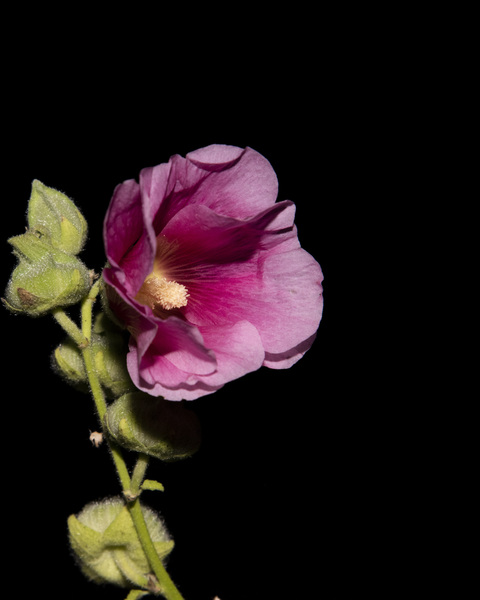 Fleurs Hisbucus rose de nuit by Melissa Lefebvre
