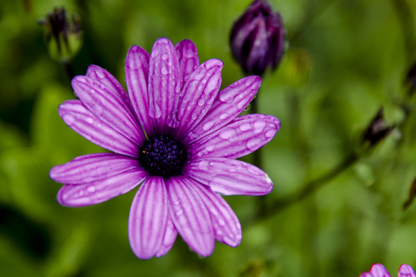 Anemone 2 by Melissa Lefebvre