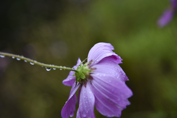 Macros sous la pluie by Melissa Lefebvre