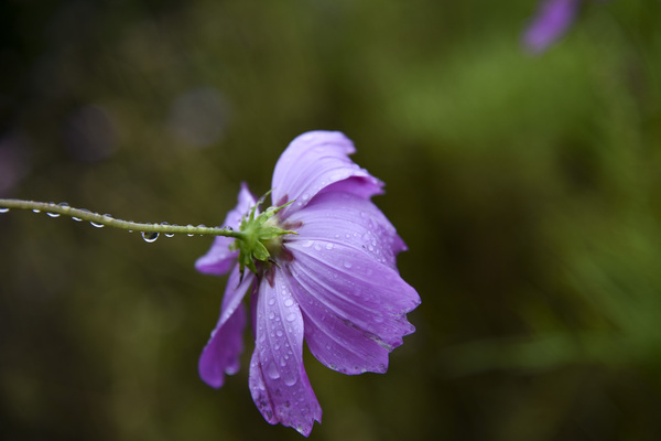 Cosmos sous la pluie by Melissa Lefebvre