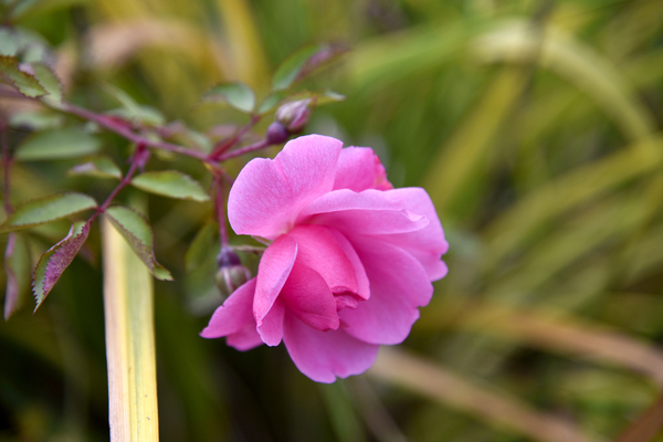 Rose dautomne solitaire by Melissa Lefebvre