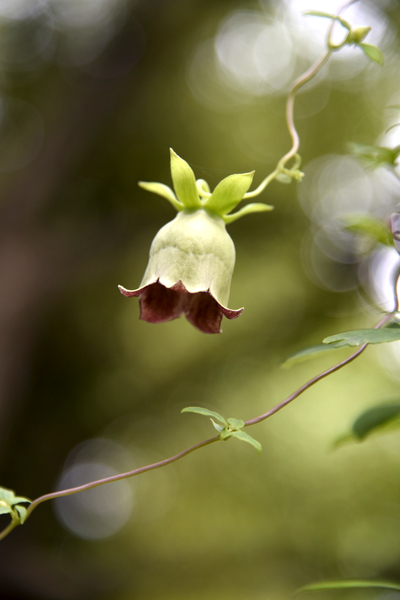 Elegance veneneuse : Lintensite dune belladone en macro avec un fond bokeh by Melissa Lefebvre