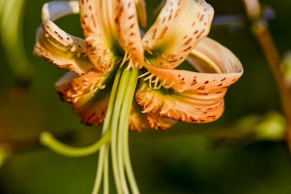 Lys macro by Melissa Lefebvre