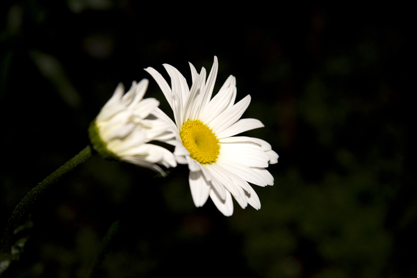 Margurite macro de nuit by Melissa Lefebvre