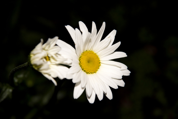 Marguerite a minuit  Print