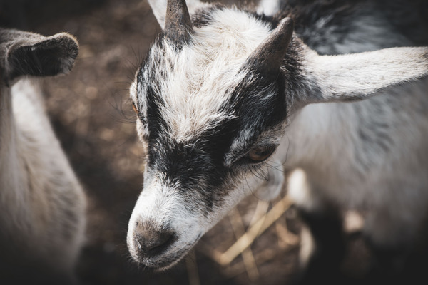Nouveau bebe chevreau Print