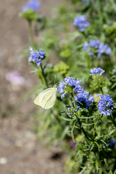 Natures Delight: Butterfly and Purple Flowers by Melissa Lefebvre