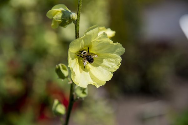 Hibiscus jaune  by Melissa Lefebvre