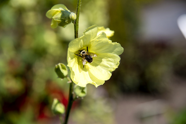 Abeille qui butine by Melissa Lefebvre