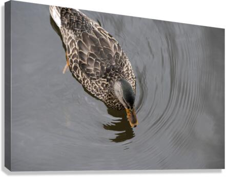 Canard du Quebec qui joue dans le lac de Lambton. Impression sur toile