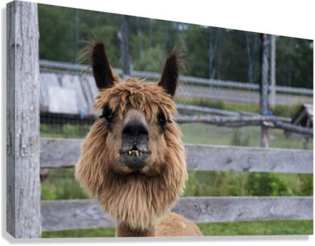 Alpada brun Canvas Print