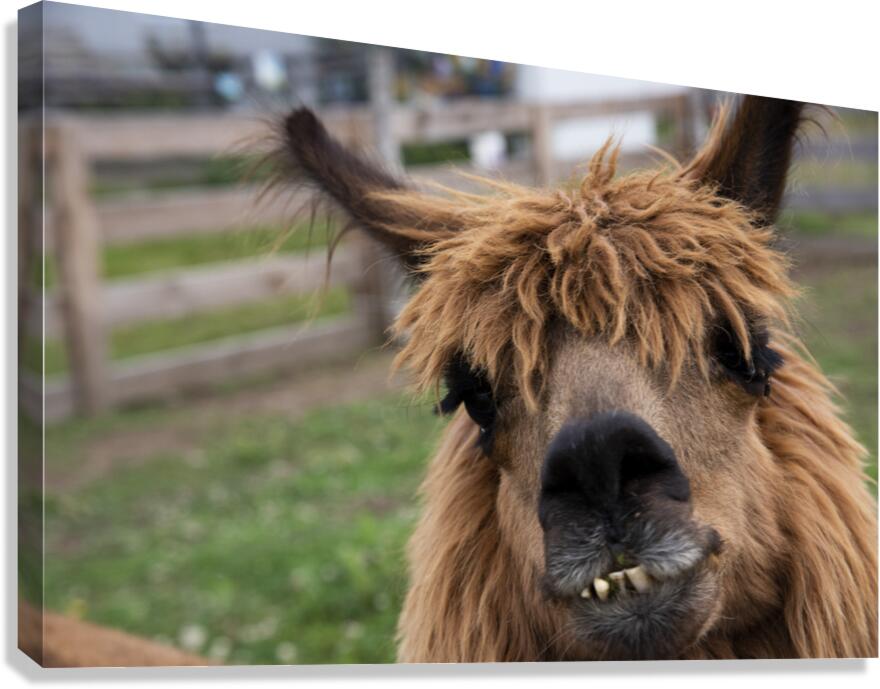 Coucou mon amie    Canvas Print