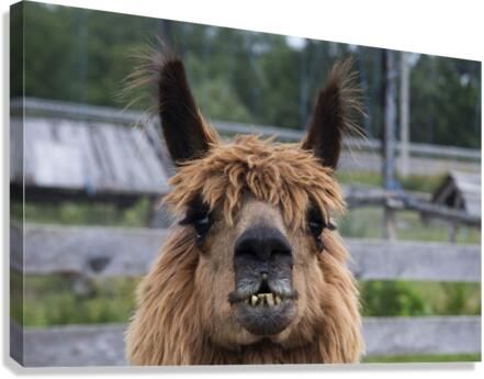 Alpaga pas content Impression sur toile