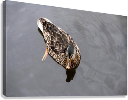 Petit Nageur  Canvas Print