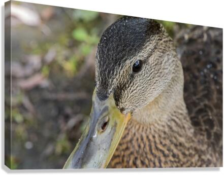 canard macro Canvas Print