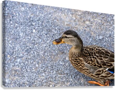 Canard en ville Canvas Print