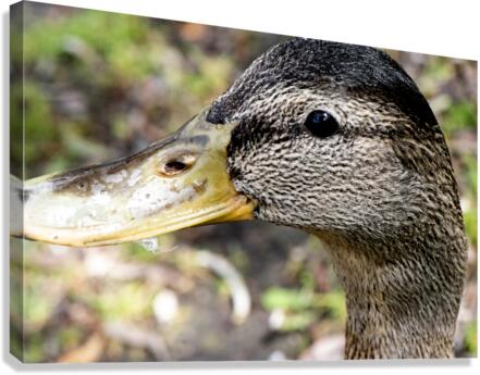 Canard Macro  Canvas Print