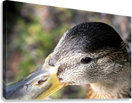 Macro canard Canvas Print