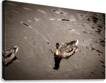 Canard style sepia  Canvas Print