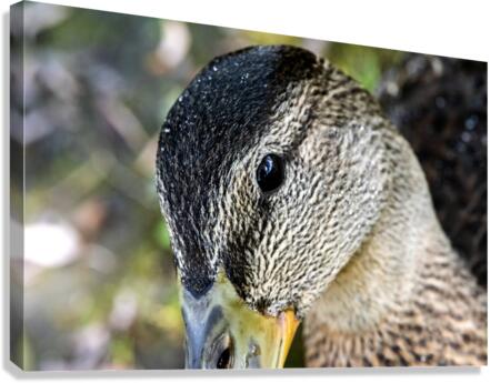 Le regard du canard  Canvas Print