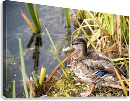 Belle journee au soleil Canvas Print