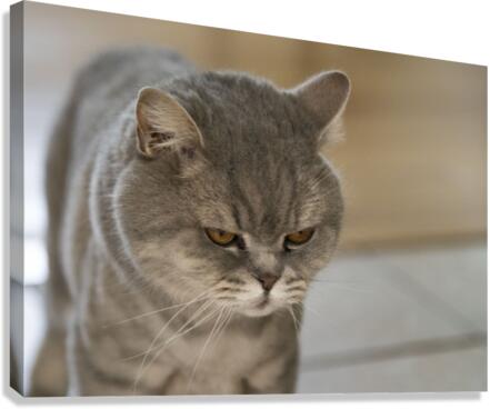 Mon Chat et moi Canvas Print