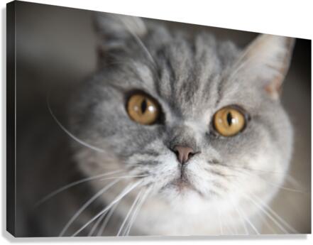 Chat macro Canvas Print