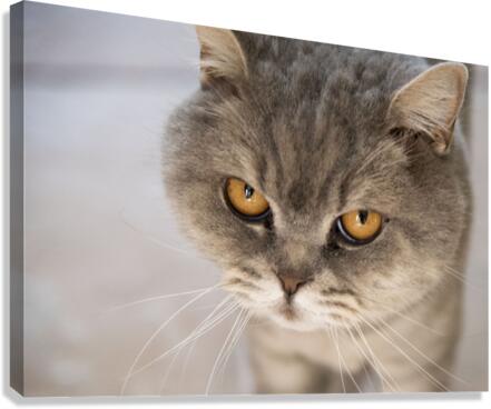 Chat Macro 2 Canvas Print