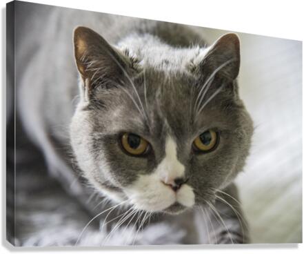 Chat adorable Canvas Print