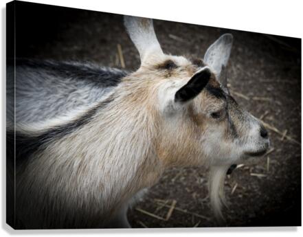 Chevre et compagnon Canvas Print