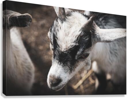 Nouveau bebe chevreau Canvas Print