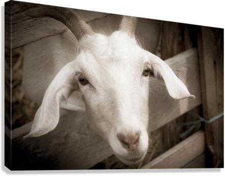 Chevre et desepoire sepia  Canvas Print