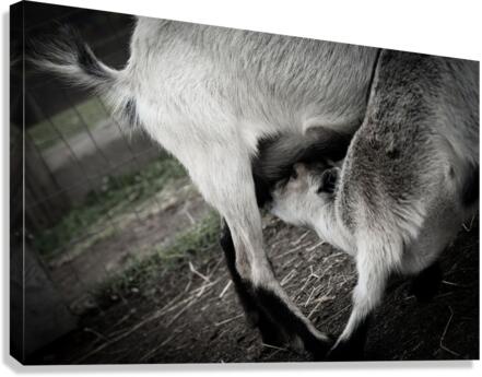 Chevreau qui mange Canvas Print